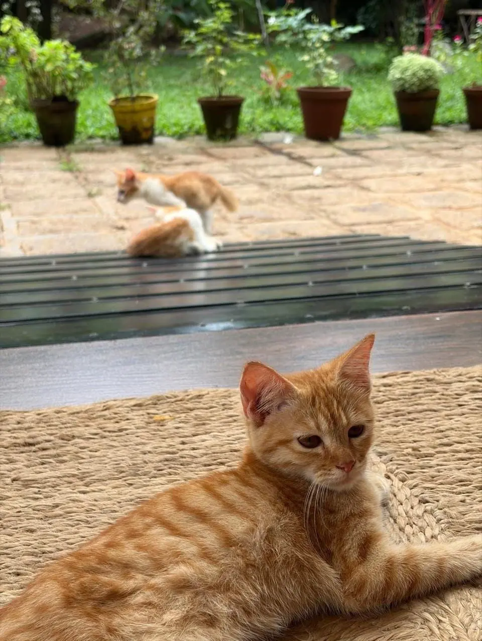 The cats have made themselves at home